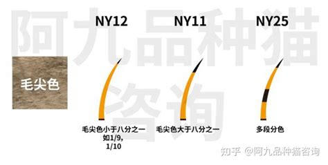 金影顏色|金漸層的色號ny12、ny11、ny25如何區分